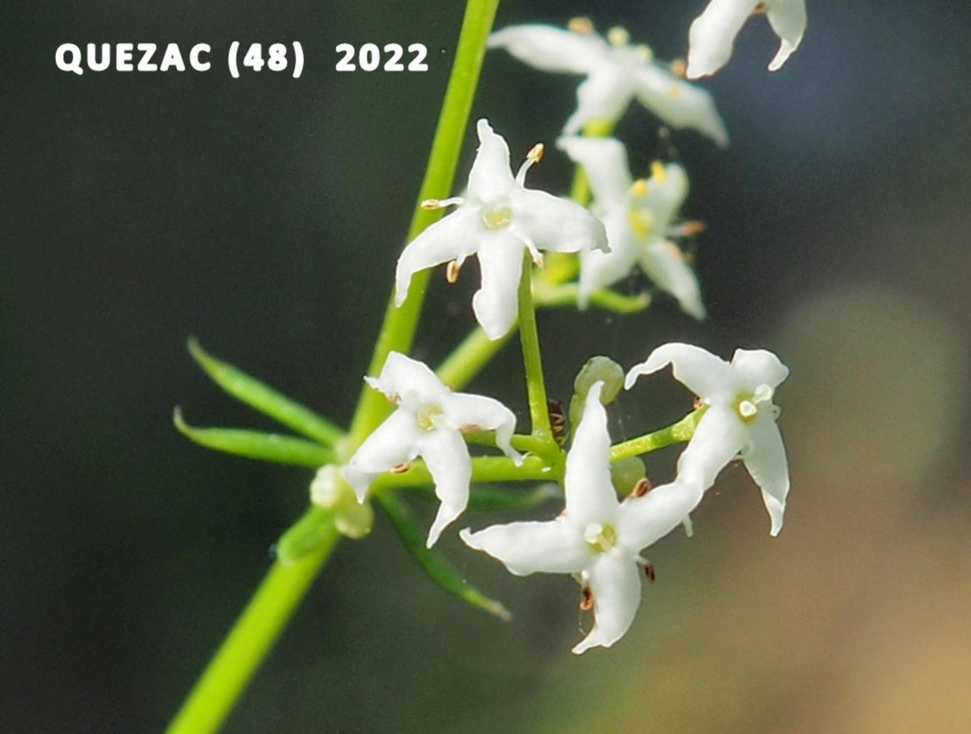 Bedstraw, (Shiny-leaved) flower